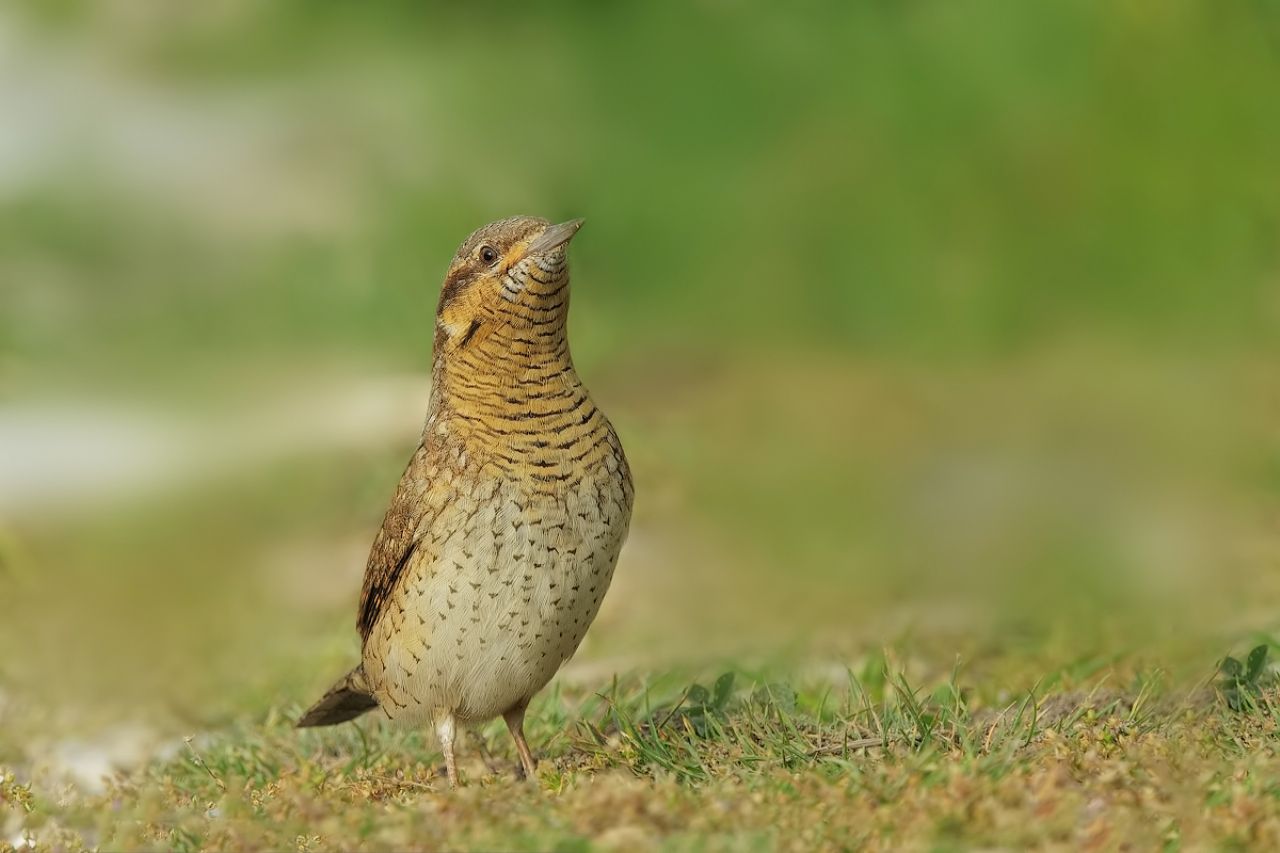 Torcicollo  (Jynx torquilla)